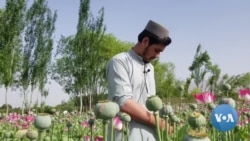 Afghan Opium Cultivation Exploding Under Taliban Rule 