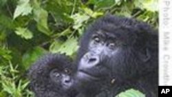 Protecting Mountain Gorillas