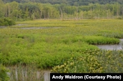 The National Park Service has documented over 1,500 wetlands at Cuyahoga Valley National Park.