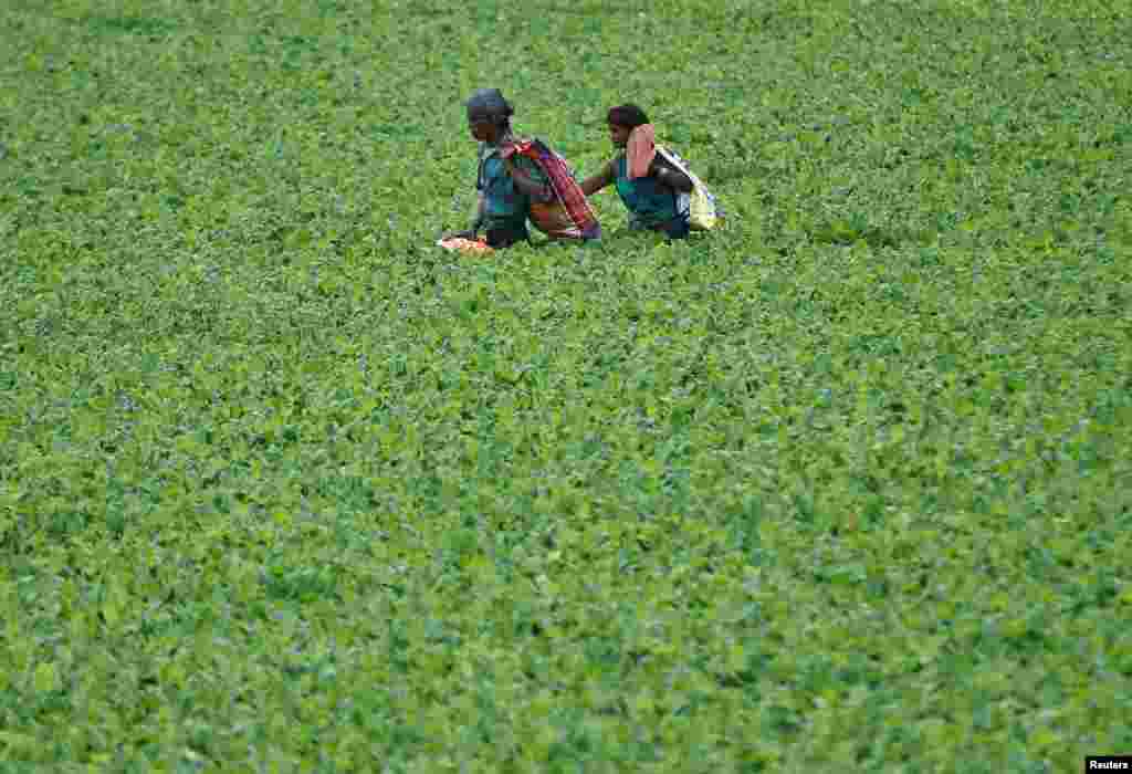 A couple crosses the Sabarmati river covered with water plants after collecting usable items thrown as offerings by Hindu worshippers in the river, a day after the "Dashama" festival in Ahmedabad, India.