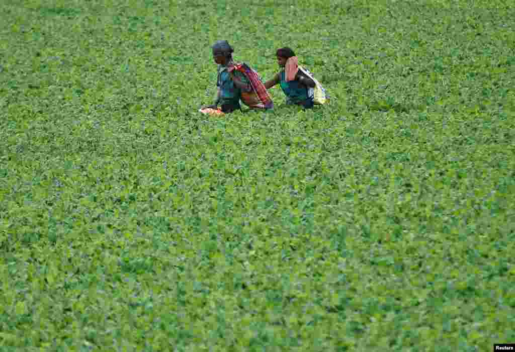 A couple crosses the Sabarmati river covered with water plants after collecting usable items thrown as offerings by Hindu worshippers in the river, a day after the &quot;Dashama&quot; festival in Ahmedabad, India.