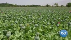 Afghan Opium Cultivation Exploding Under Taliban Rule