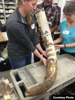 A mastodon tusk (partially reassembled) from the Page-Ladsen site; curvature is typical for an upper tusk from the left side.(Credit: DC Fisher, University of Michigan Museum of Paleontology)