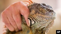 Trapper Brian Wood holds an iguana he caught behind a condominium in Sunny Isles Beach, Fla., Feb. 9, 2017. 