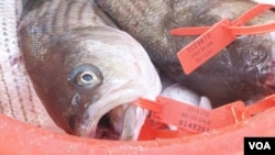 A catch shares program grants each fisherman a quota of fish that he or she can catch each season. (Photo: Steve Baragona / VOA)