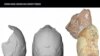Skull Fragments Could Push Back Human Timeline