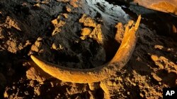 In this image provided by Coleman Fredricks, coal miners unearthed a mammoth tusk in May 2023 at the Freedom Mine near Beulah, N.D. (Coleman Fredricks via AP)