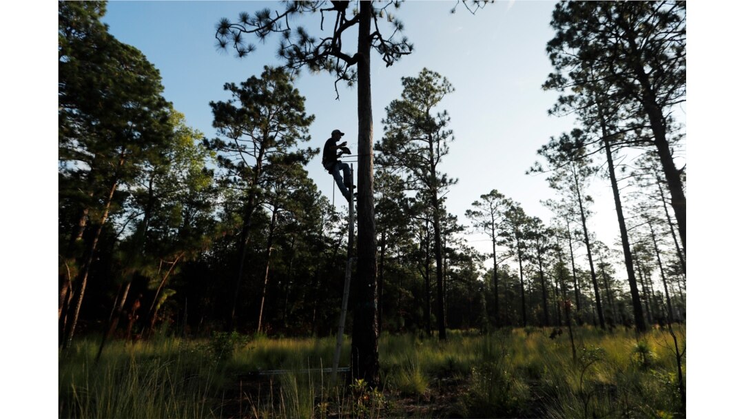 FILE - Wildlife biologist Brian Ball, protected by a safety harness, examines a nesting cavity used by a red-cockaded woodpecker at Fort Bragg in North Carolina, July 30, 2019.