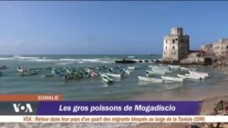 Les gros poissons de Mogadiscio