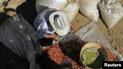 Campesinos salvadoreños limpian los granos de café en una cooperativa en las afueras de San Salvador.