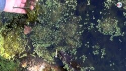 TEC: Energía de algas: combustible y alimentos