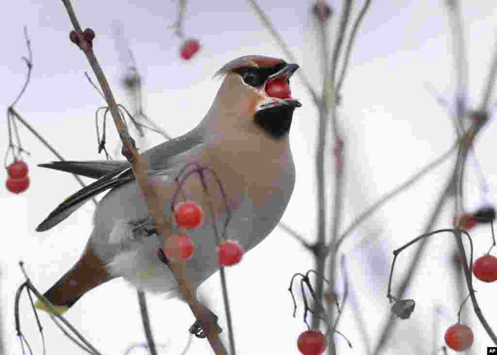A waxwing eats berries of the viburnum in the village of Karpavichi, some 60 km (37 miles) north-west of Minsk, Belarus, Feb. 6, 2018.