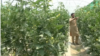 khost green houses 