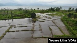 Bagian dari persawahan desa Toinasa, Kecamatan Pamona Barat yang terendam oleh luapan Danau Poso. Minggu, (15/11/2020). (Foto: VOA/Yoanes Litha)