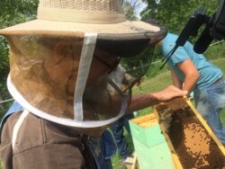 Former coal miner James Scyphers looks for the Queen bee from his beehive in West Virginia. (VOA/ Julie Taboh)