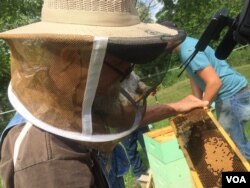 Former coal miner James Scyphers looks for the Queen bee from his beehive in West Virginia. (VOA/ Julie Taboh)