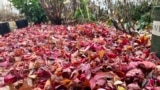 This Dec. 5, 2024, image provided by Jessica Damiano shows a thick layer of fallen leaves serving as mulch to protect spring bulbs planted in a Long Island, New York, garden bed. (Jessica Damiano via AP)