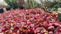 This Dec. 5, 2024, image provided by Jessica Damiano shows a thick layer of fallen leaves serving as mulch to protect spring bulbs planted in a Long Island, New York, garden bed. (Jessica Damiano via AP)