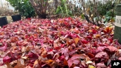 This Dec. 5, 2024, image provided by Jessica Damiano shows a thick layer of fallen leaves serving as mulch to protect spring bulbs planted in a Long Island, New York, garden bed. (Jessica Damiano via AP)