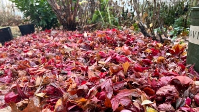 Winter Work for the Gardeners