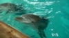 Scientists Try to Crack Dolphins' Language