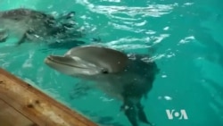 Scientists Try to Crack Dolphins' Language