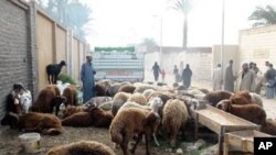 Lambs for sale ahead of Eid in Cairo's City of the Dead, Cairo, Egypt, 25 Nov 2009