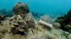 A giant clam is seen next to a replenished coral reef in the waters off Man Nai Island