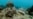 Arrecifes de coral sufren el cuarto blanqueamiento mundial, según la NOAA
