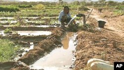 Moroccan community farm could be a model for other drought-prone regions