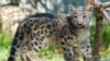 Long-endangered Snow Leopard Upgraded to 'Vulnerable' Status