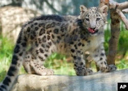 برفانی چیتا جس کی نسل کو مٹنے کا خطرہ درپیش ہے۔