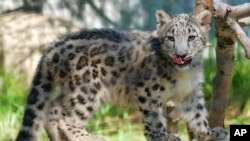 An endangered snow leopard cub explores it's enclosure the Los Angeles Zoo, in California, Sept. 12, 2017. The elusive snow leopard - long considered an endangered species - has been upgraded to "vulnerable," international conservationists said Thursday. But experts warned the new classification does not mean the big cats are safe.