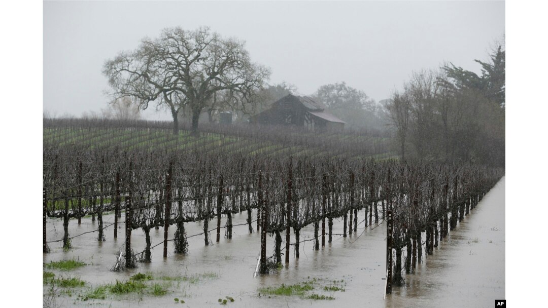 A vineyard is flooded in the Russian River Valley in Windsor, California, Jan. 10, 2017.