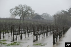 A vineyard is flooded in the Russian River Valley in Windsor, California, Jan. 10, 2017.
