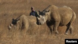 Un ranger marche derrière deux rhinocéros dans un parc protégé près de Marondera, à l'est de la capitale Harare, Zimbabwe, le 20 septembre 2014.