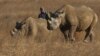 Arrestation de trois Chinois pour trafic de cornes de rhinocéros en Zambie