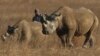 Vingt kilos saisis de cornes de rhinocéros à Johannesburg