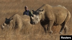 Un ranger marche derrière deux rhinocéros dans un parc protégé près de Marondera, à l'est de la capitale Harare, Zimbabwe, le 20 septembre 2014.