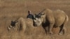 Le Rwanda réintroduit des rhinocéros dans un parc naturel