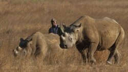 Zimbabwe Brings Backs Rhinos in Big Park