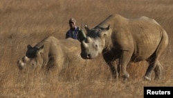 FILE: A ranger walks behind a pair of black rhinoceros at the Imire Rhino and Wildlife Conservation Park near Marondera, east of the capital Harare, September 22, 2014. 