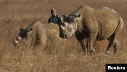 Un ranger marche derrière deux rhinocéros dans un parc protégé près de Marondera, à l'est de la capitale Harare, Zimbabwe, le 20 septembre 2014.