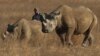 700 rhinocéros vont être décornés au Zimbabwe pour lutter contre le braconnage