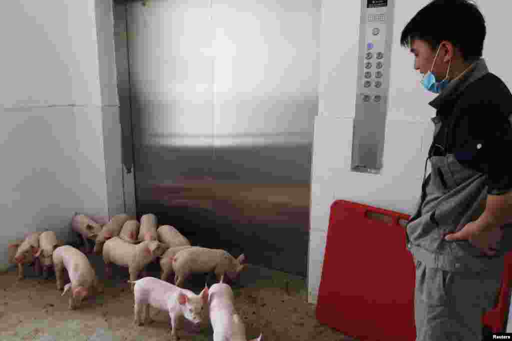 A worker waits for an elevator to transport young pigs out of Guangxi Yangxiang's high-rise pig farm, at Yaji Mountain Forest Park in Guangxi province, China.