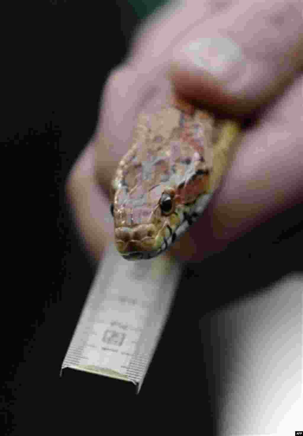 Keeper Matthias Schmitz measures a colubrid snake at the Zoo, Thursday, Dec. 29, 2011 in Wuppertal, Germany. Keepers of the Wuppertal Zoo have to count, measure and weigh the 4,500 animals with 500 species yearly to see if they grow correctly and get enou