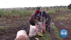 Nigeria Expects Boost in Maize Output