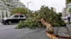 Pohon di pinggir jalan tumbang dihantam angin kencang yang dibawa oleh Topan Hinnamnor di Naha, prefektur Okinawa, Jepang, 4 September 2022. (Kyodo/via REUTERS)
