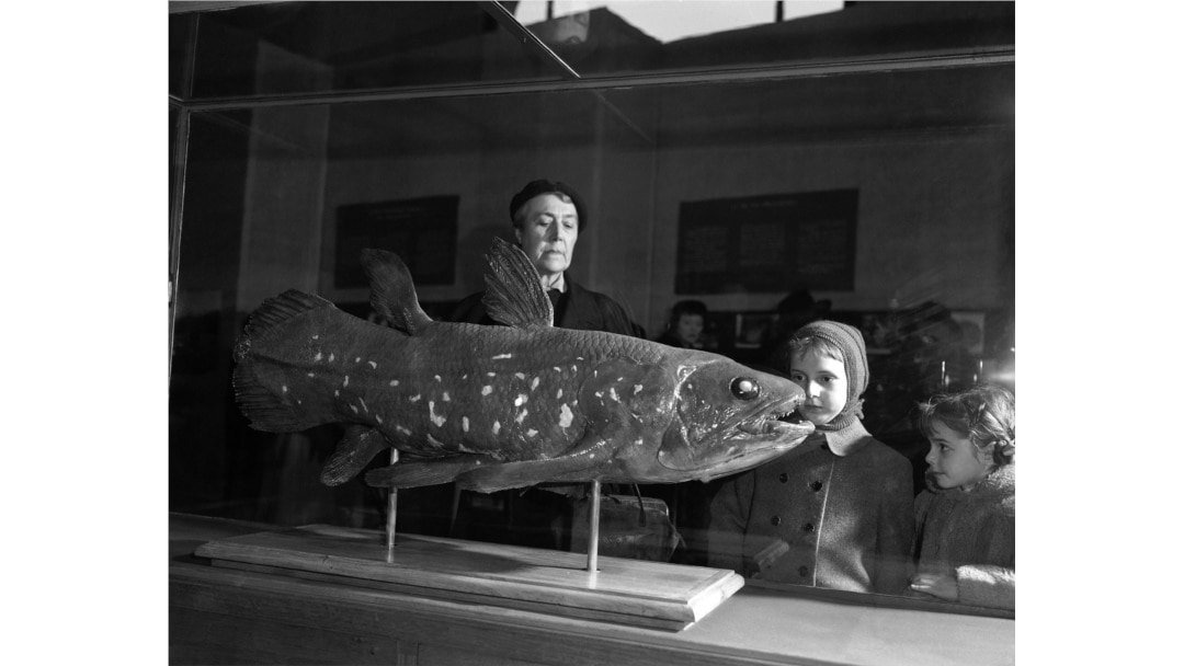 Ekspresi di wajah para pengunjung saat mereka melihat coelacanth yang dipamerkan di Natural History Museum di Paris pada 21 Maret 1954. Coelacanth adalah ikan langka. (Foto: AP/Pierre Godot)