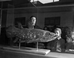 Ekspresi di wajah para pengunjung saat mereka melihat coelacanth yang dipamerkan di Natural History Museum di Paris pada 21 Maret 1954. Coelacanth adalah ikan langka. (Foto: AP/Pierre Godot)